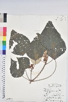 白匏子藏品圖，第1張