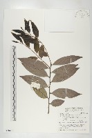 軟毛柿藏品圖，第1張