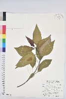 白臼藏品圖，第1張