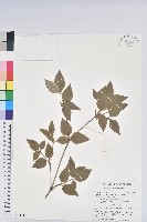 守城滿山紅、馬禮士杜鵑藏品圖，第1張