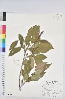 白臼藏品圖，第1張