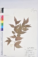 巒大越橘藏品圖，第1張