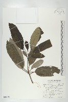 奧氏虎皮楠藏品圖，第1張