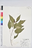 白臼藏品圖，第1張