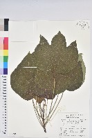 廣東油桐、皺桐藏品圖，第1張