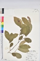 土密樹藏品圖，第1張