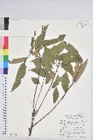 粗糠柴藏品圖，第1張