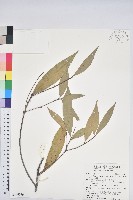 三斗石櫟藏品圖，第1張