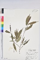 南投五月茶藏品圖，第1張