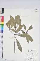 捲斗櫟藏品圖，第1張