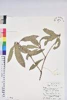 西施花藏品圖，第1張