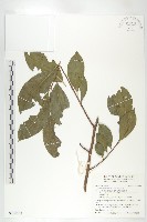 山紅柿藏品圖，第1張