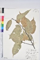 大葉苦櫧藏品圖，第1張