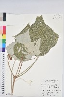 白匏子藏品圖，第1張