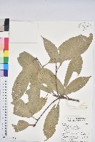 短尾葉石櫟、嶺南柯`東南石櫟藏品圖，第1張