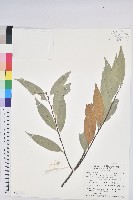 火燒柯、栲樹藏品圖，第1張