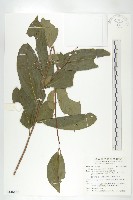 山紅柿藏品圖，第1張