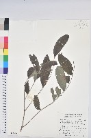 裡白饅頭果藏品圖，第1張