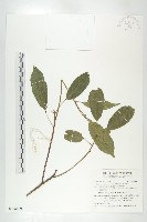 薯豆藏品圖，第1張