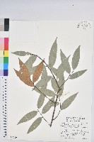 火燒柯、栲樹藏品圖，第1張