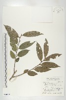 軟毛柿藏品圖，第1張