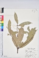 短尾葉石櫟、嶺南柯`東南石櫟藏品圖，第1張