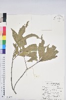 三斗石櫟藏品圖，第1張