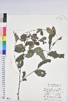 裡白饅頭果藏品圖，第1張