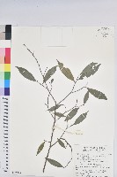 南投五月茶藏品圖，第1張