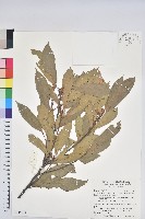 捲斗櫟藏品圖，第1張