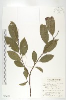 山紅柿藏品圖，第3張