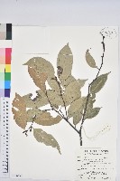 大葉苦櫧藏品圖，第1張