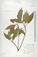 薯豆藏品圖，第1張