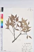 巒大越橘藏品圖，第1張