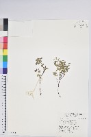 高山白珠樹藏品圖，第1張