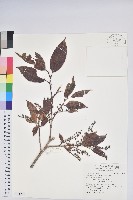 南燭藏品圖，第1張