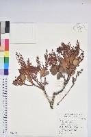 臺灣馬醉木藏品圖，第1張