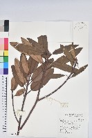 森氏杜鵑、森氏滿江紅藏品圖，第1張