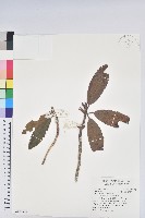 森氏杜鵑、森氏滿江紅藏品圖，第1張