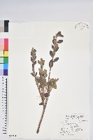 紅毛杜鵑藏品圖，第1張