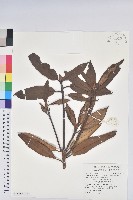 森氏杜鵑、森氏滿江紅藏品圖，第1張