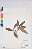 森氏杜鵑、森氏滿江紅藏品圖，第2張