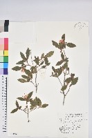 紅毛杜鵑藏品圖，第1張