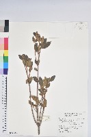 紅毛杜鵑藏品圖，第1張