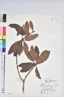 森氏杜鵑、森氏滿江紅藏品圖，第1張