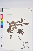 臺灣馬醉木藏品圖，第1張
