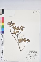 紅毛杜鵑藏品圖，第1張