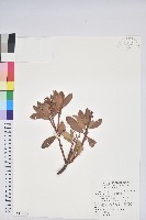 臺灣馬醉木藏品圖，第1張