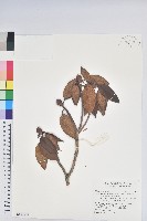 森氏杜鵑、森氏滿江紅藏品圖，第1張