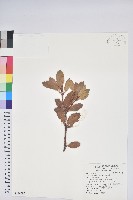 臺灣馬醉木藏品圖，第1張